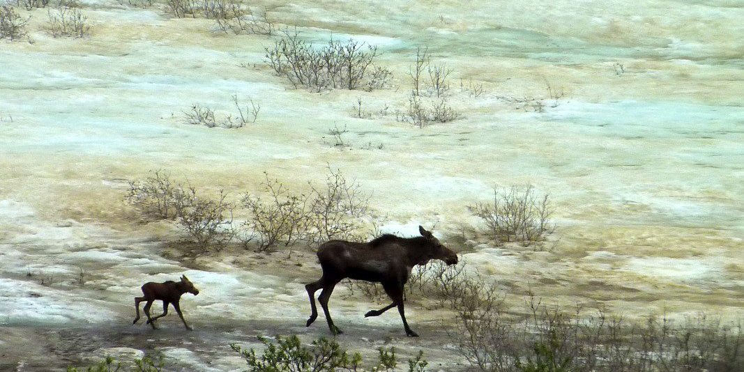 Baby Moose and Mama Denali