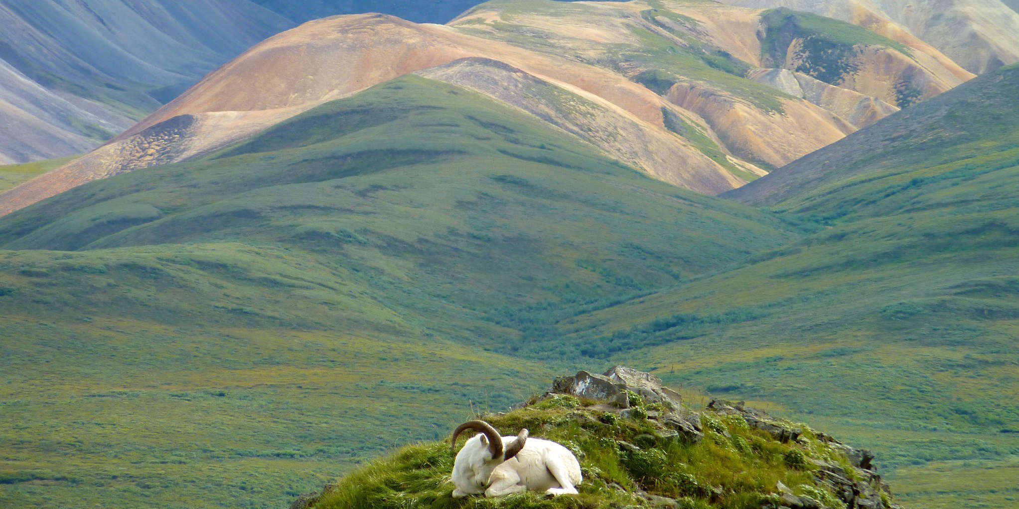 Dall Sheep and Magestic Denali