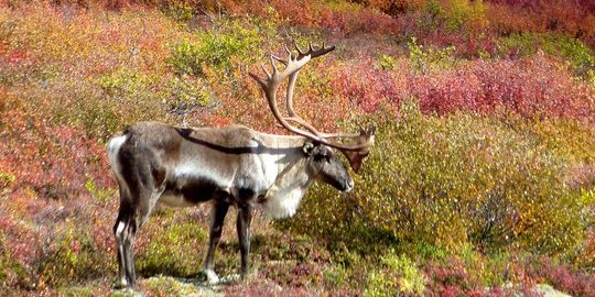 Denali the Beautiful Summer