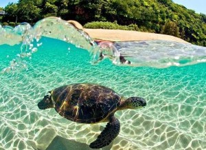 Sea Turtle, Oahu, Hawaii. Photography by Clark Little